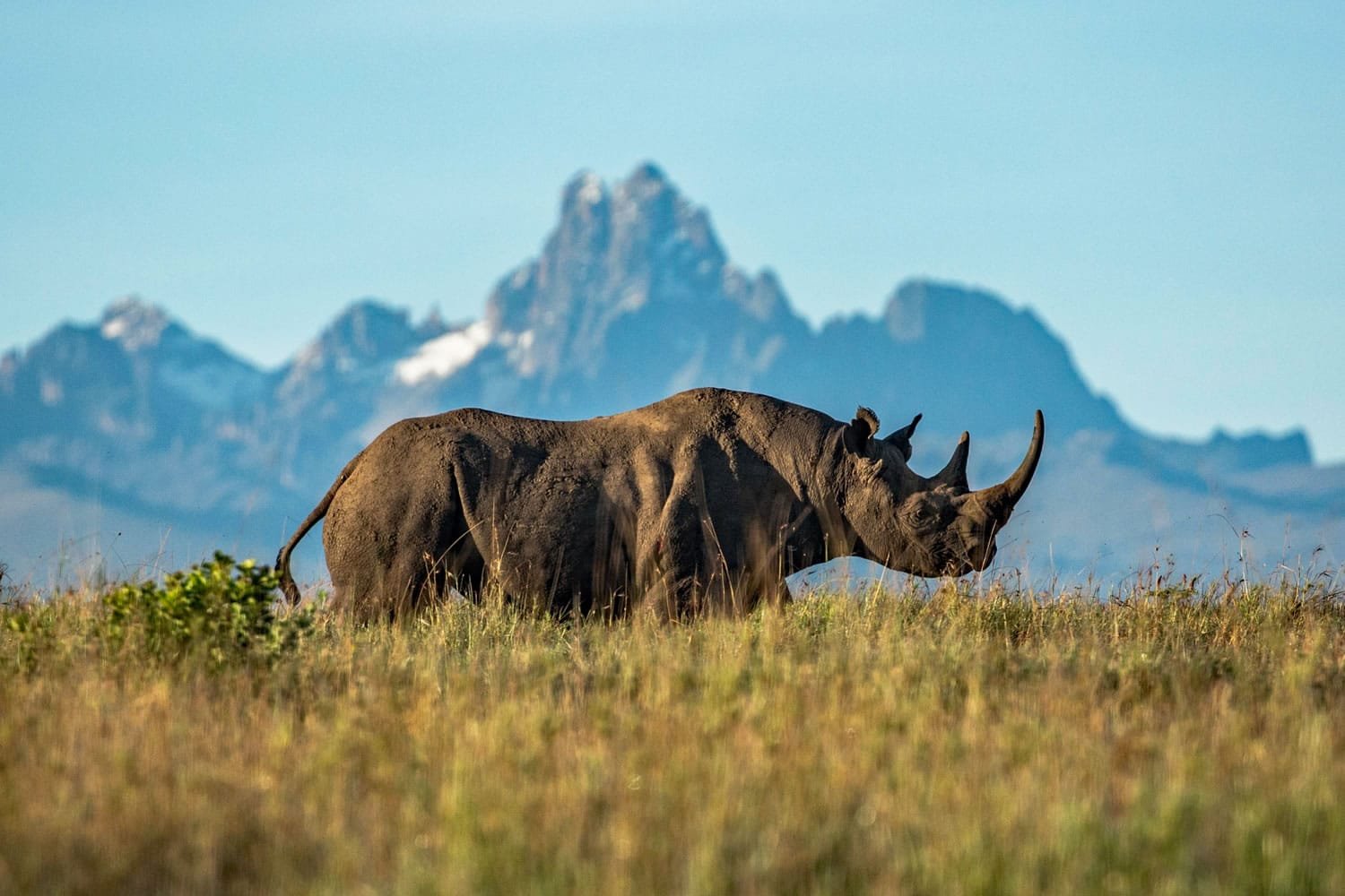 Laikipia