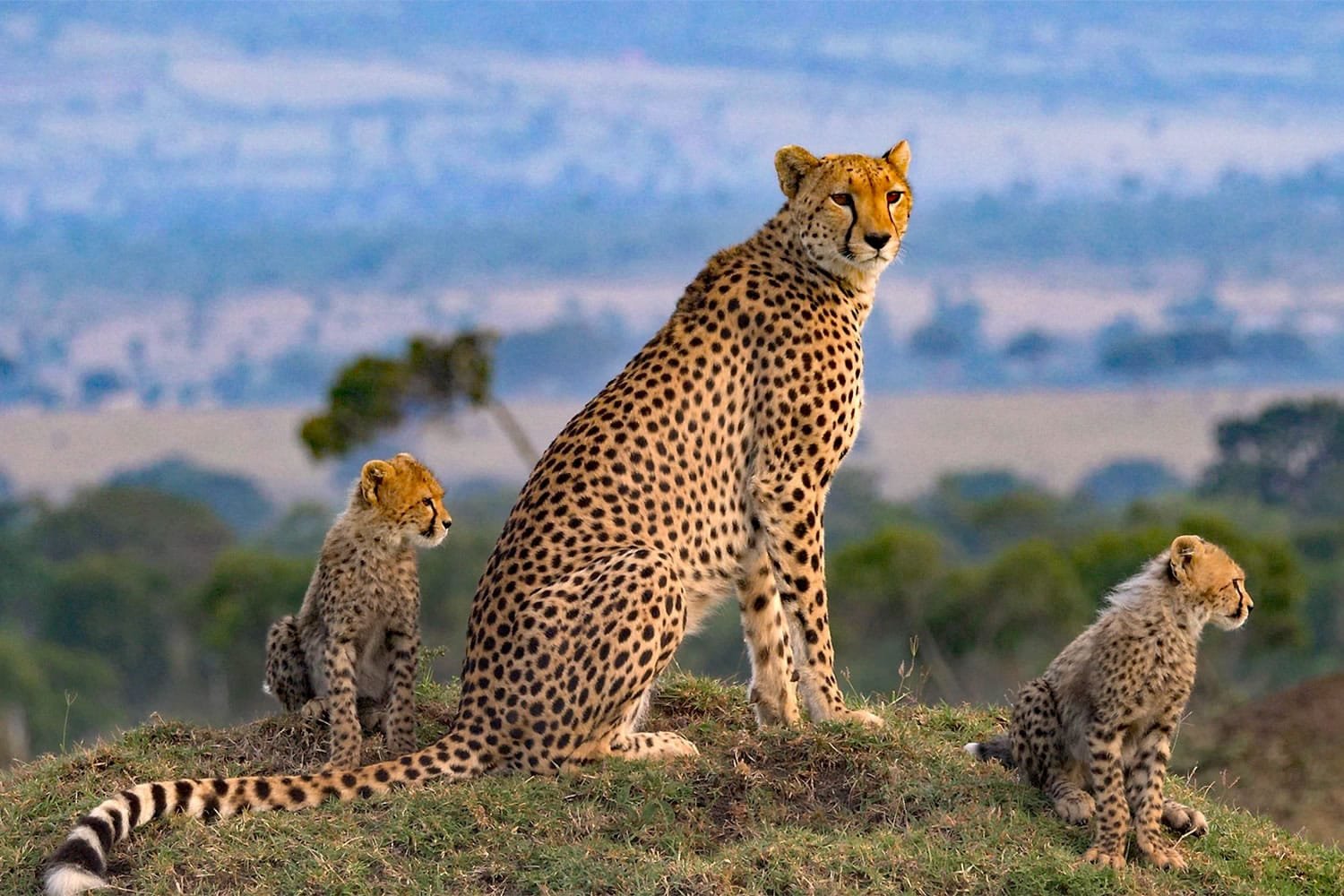 The Masai Mara